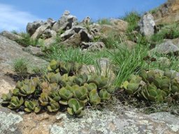 Crassula swaziensis rocks with grass and lichen